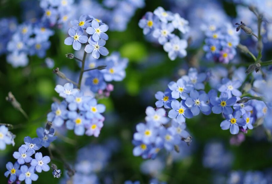 Незабудка №188 2008г.