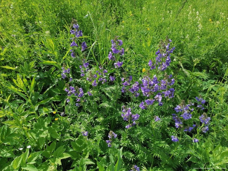 Растение Синюха голубая