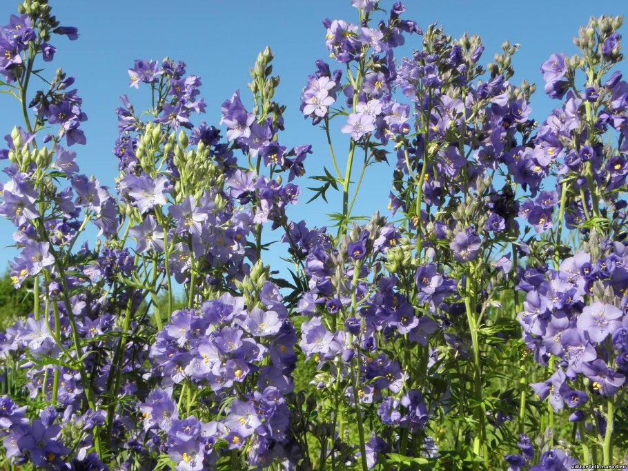Polemonium caeruleum растение