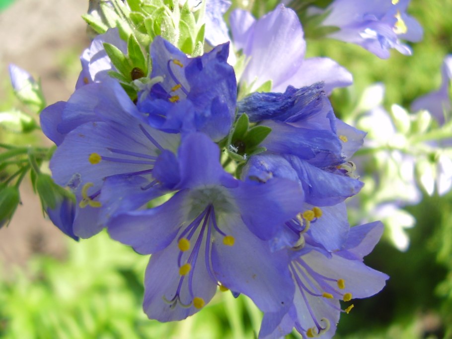 Polemonium caeruleum