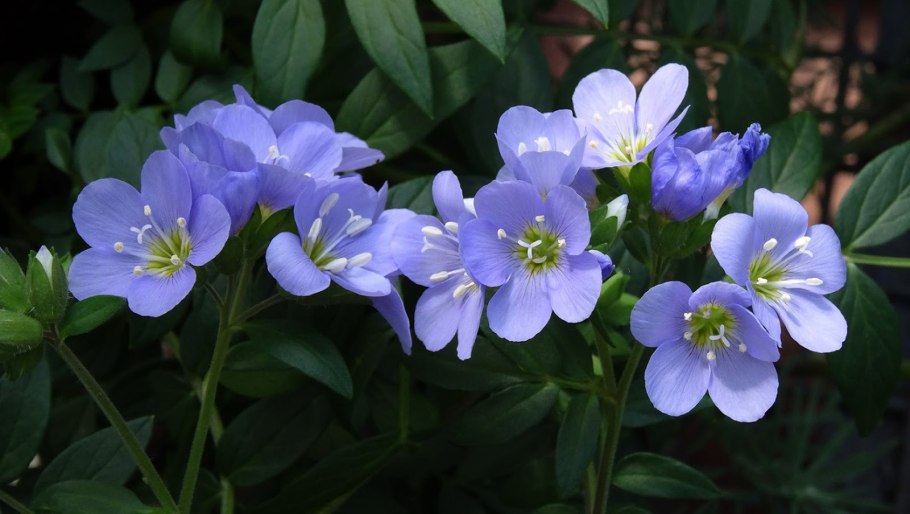 Полемониум Синюха