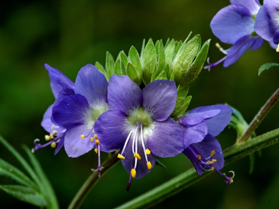 Синюха голубая — Polemonium coeruleum l.