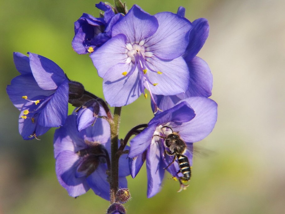 Polemonium caeruleum l.