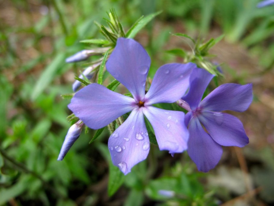 Polemonium acutiflorum