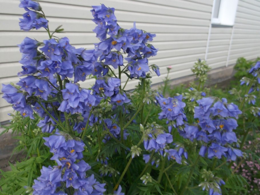Синюха Polemonium Heaven Scent