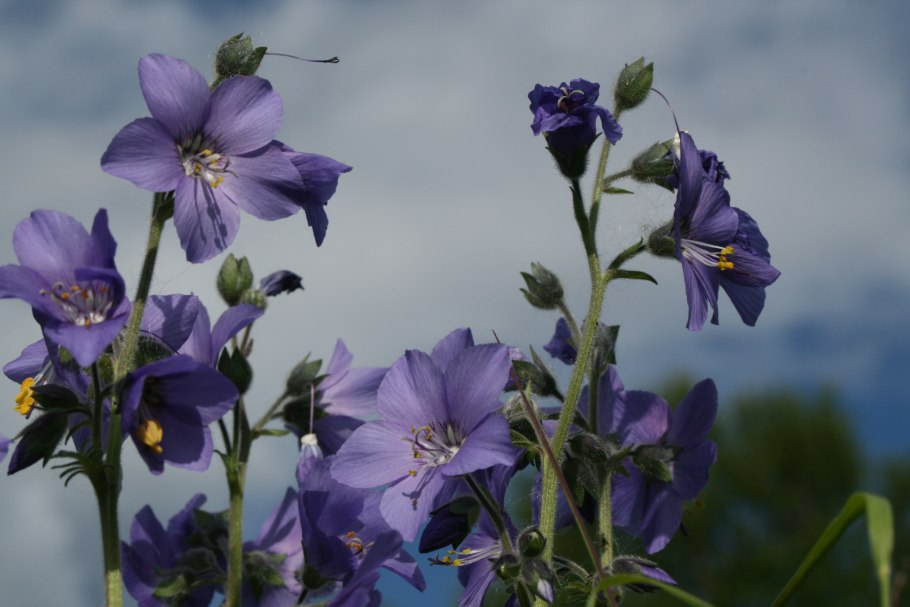 Синюха голубая (Polemonium caeruleum)