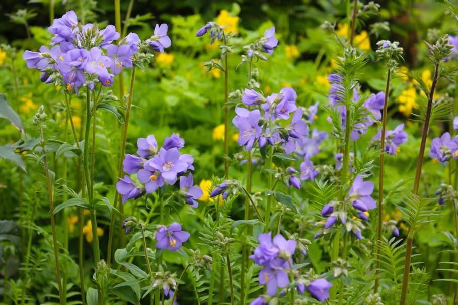 Синюха Пепл лиф