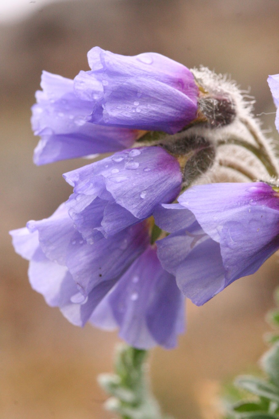 Синюха (Polemonium)