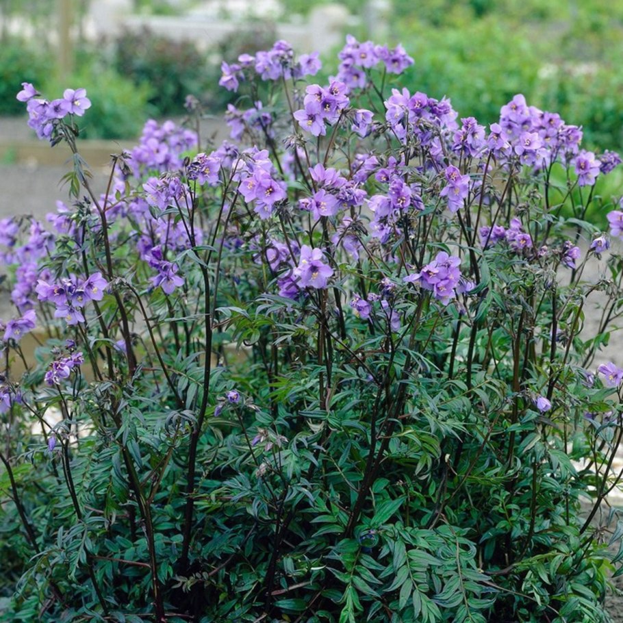 Синюха голубая (Одолень-трава)