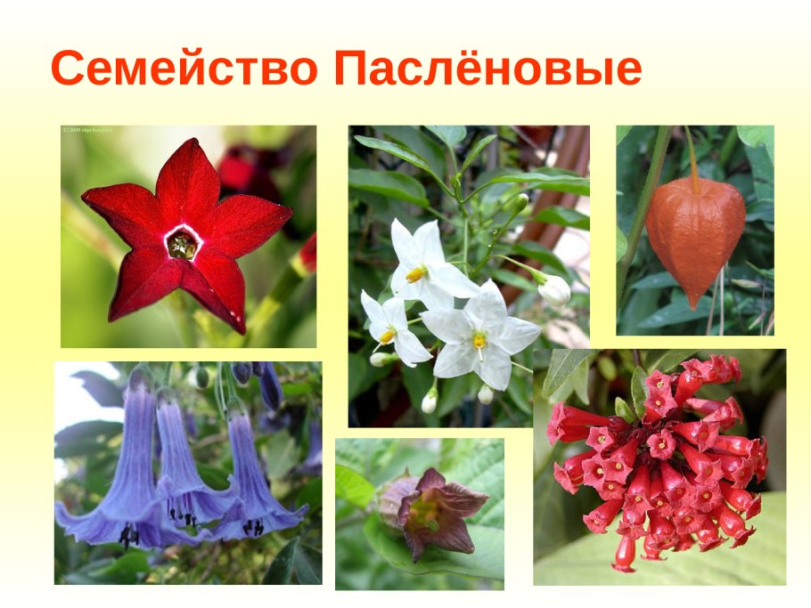 Physalis alkekengi физалис обыкновенный