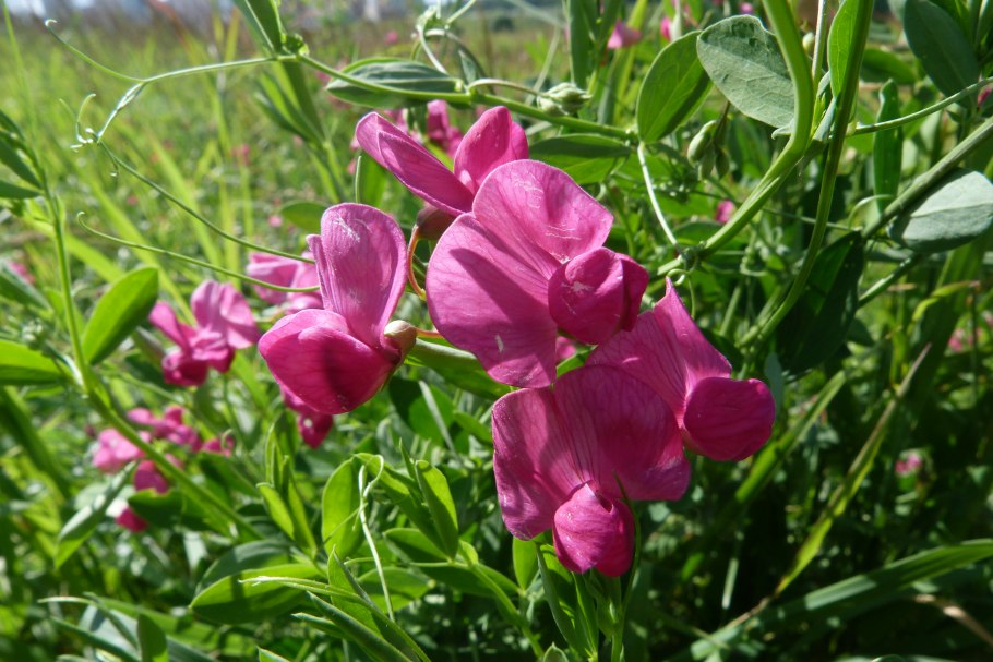 Сферофиза солонцовая гербарий