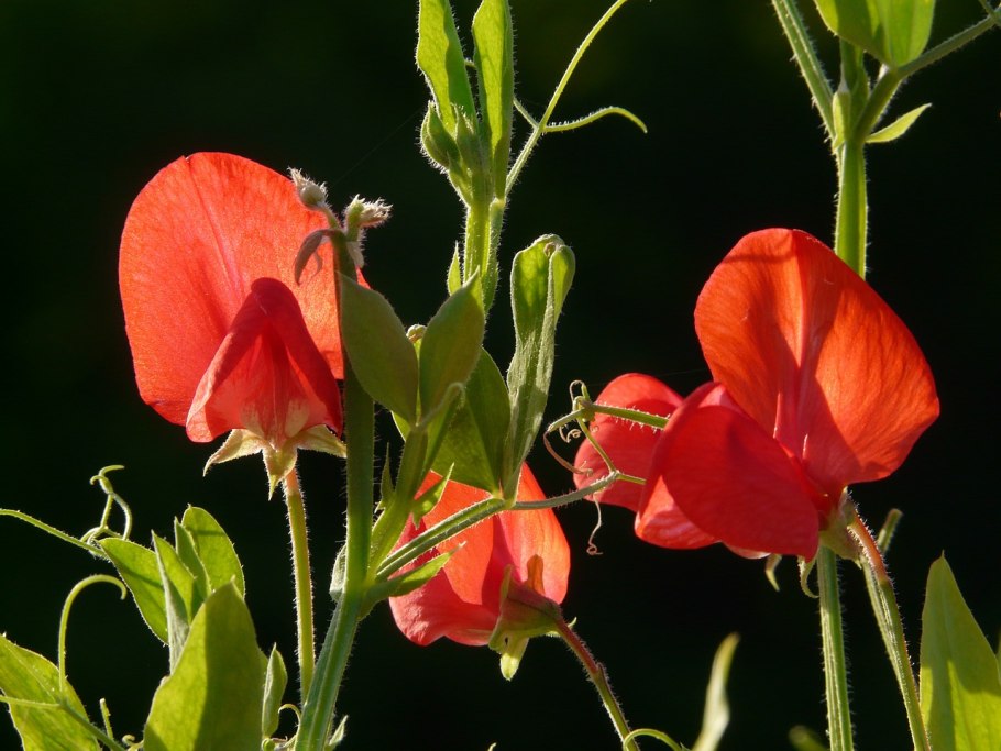 Lathyrus magellanicus