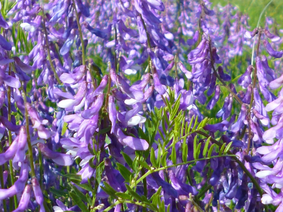 Fabaceae семейство