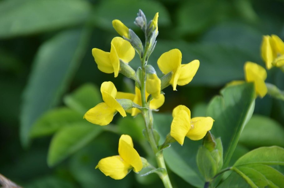 Ракитник Мария Бурквуд