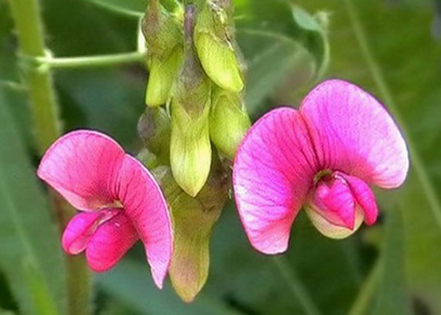 Бобовые с розовыми цветами