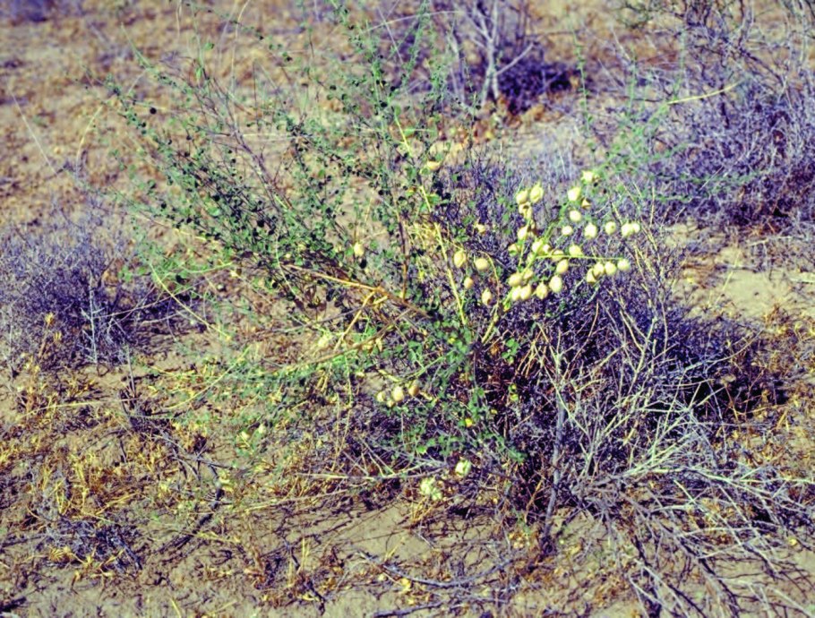 Бобовые Мотыльковые Вика