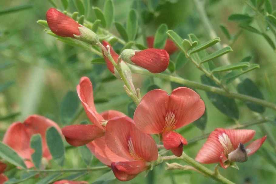 Бобовые Мотыльковые растения