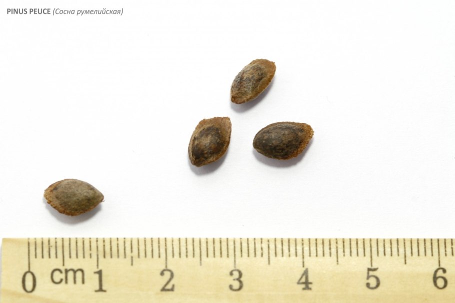 Лопух большой репейник Arctium Lappa