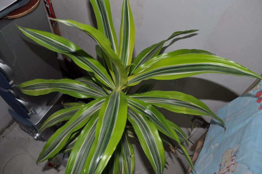 Драцена Массанжана (55 см)