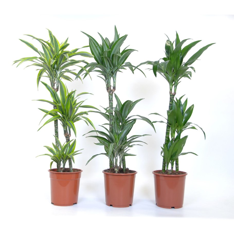 Земля для драцены состав