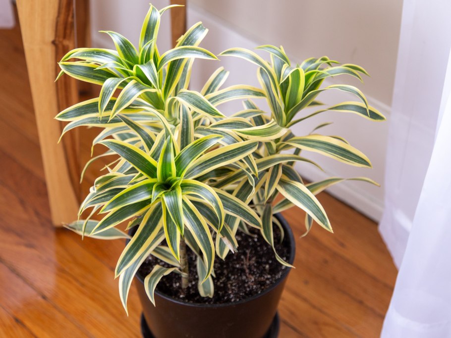 Драцена Маргината тоеф 2рр d17 h70