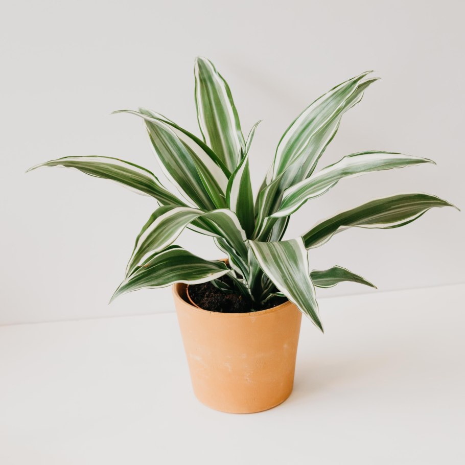 Драцена Фрагранс Джанет Крейг Карусель