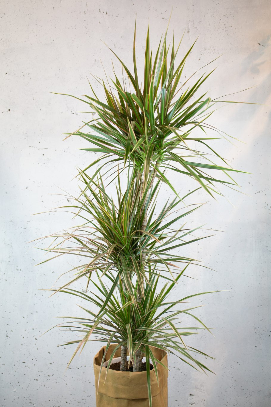 Драцена Сандера