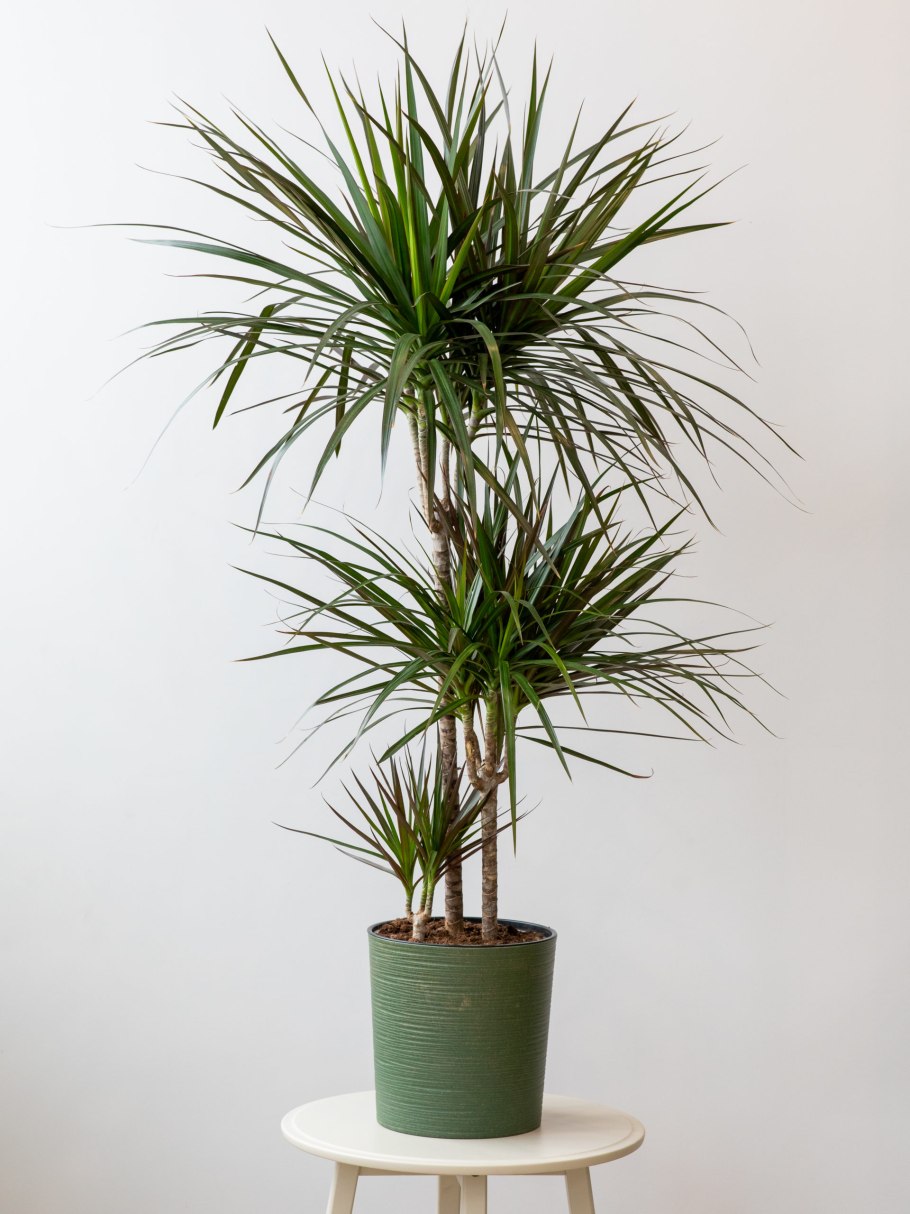 Драцена и индейцы