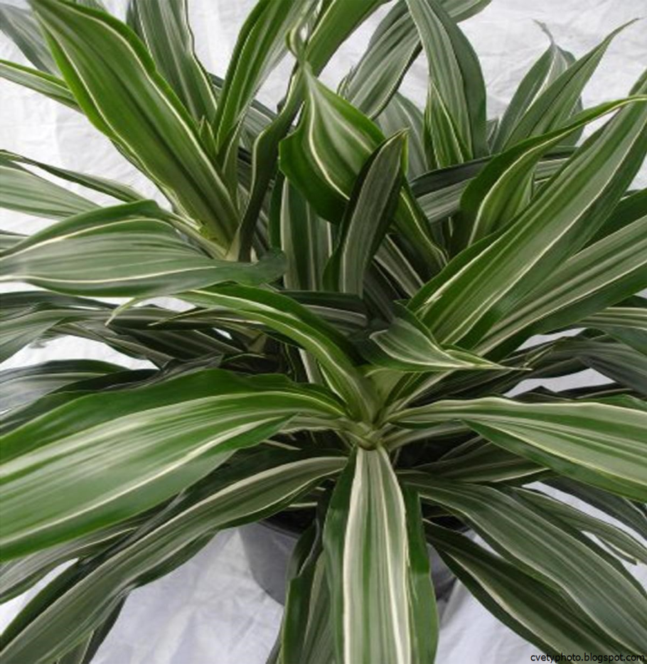 Трипсы на драцене душистой