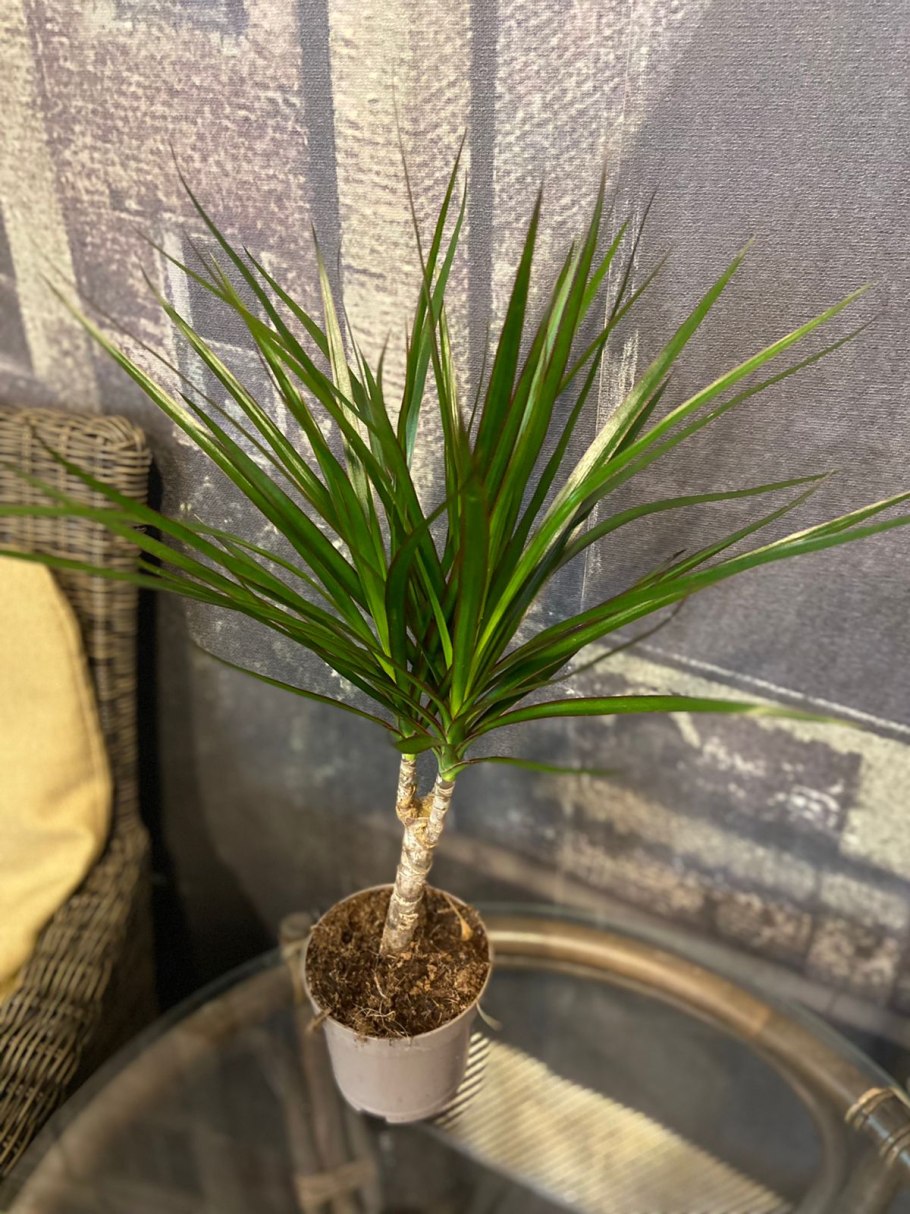 Драцена Маргината Фрагранс