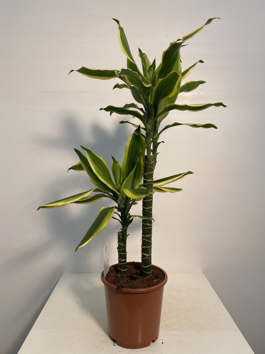 Королевская Драцена