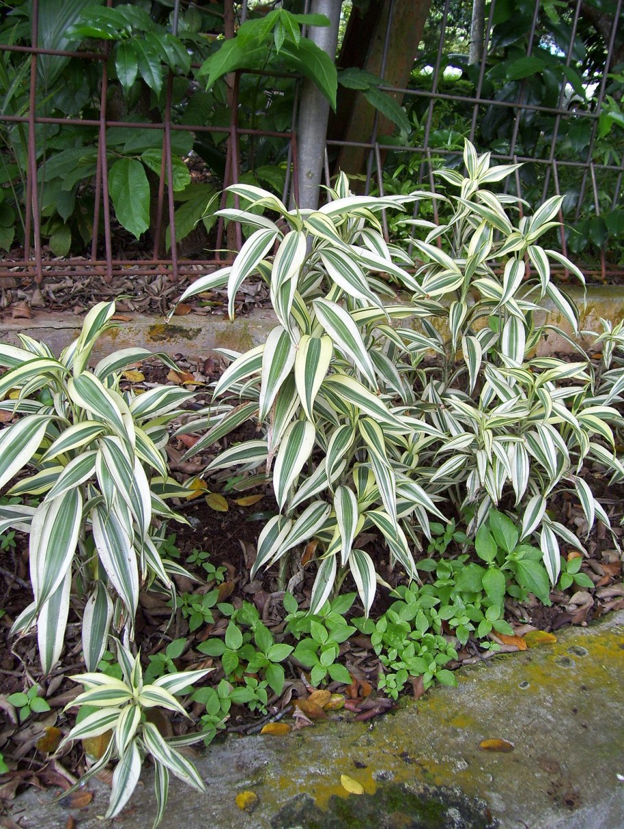 Сандера, бамбук счастья (Dracaena sanderiana);