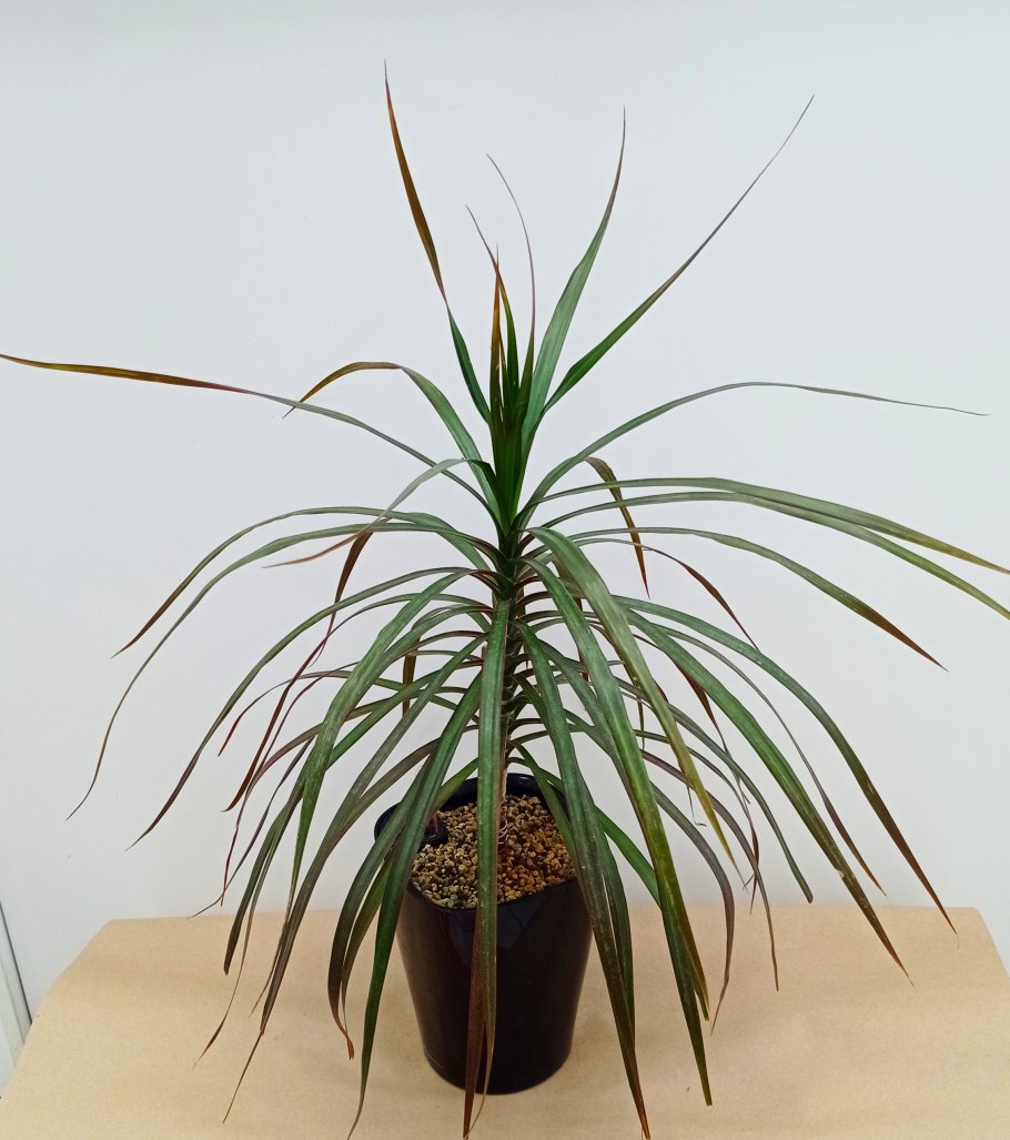 Бамбук в офисе