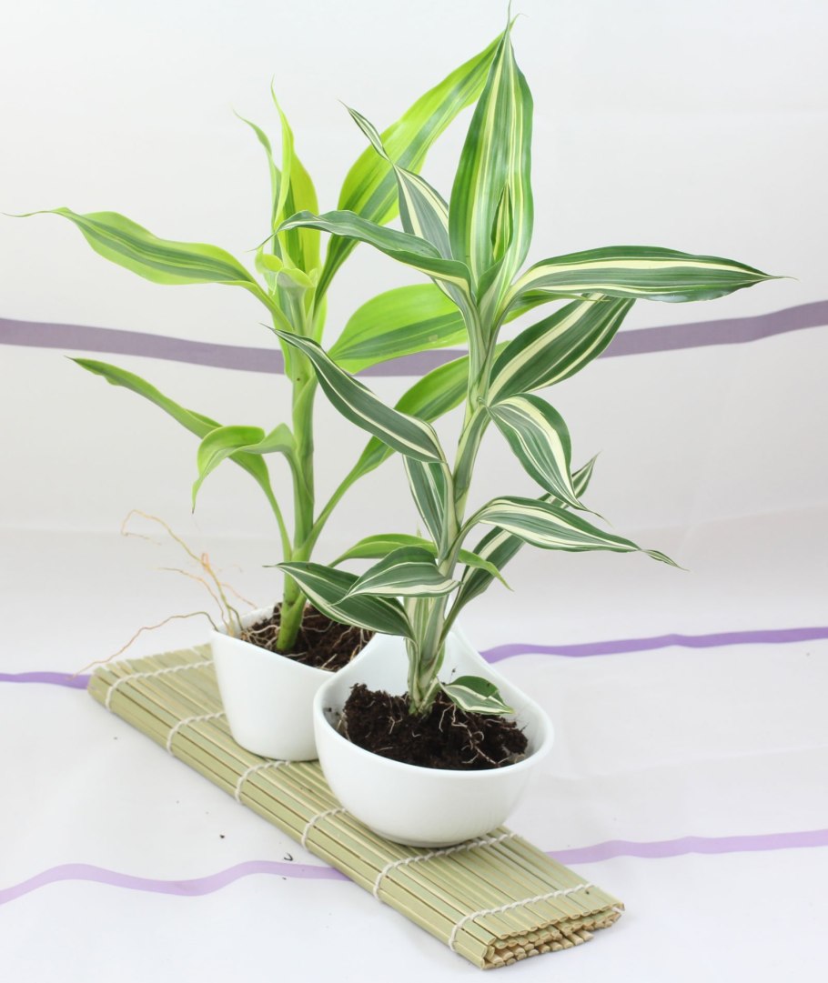 Драцена Сандера (сандериана