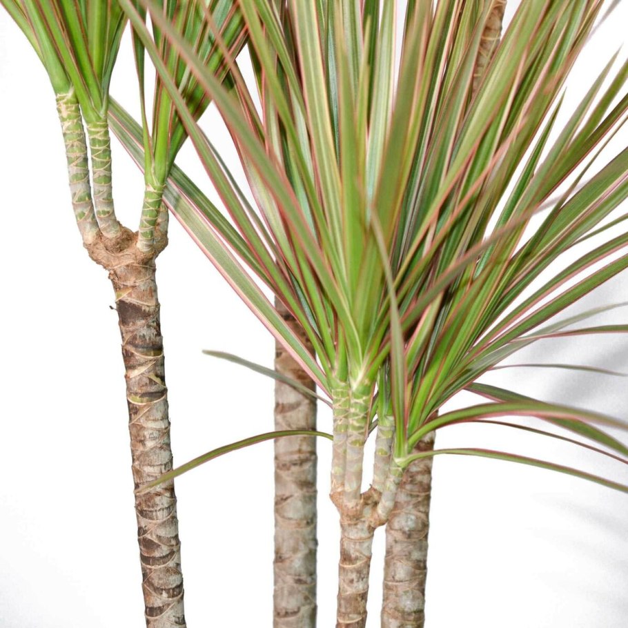 Драцена Кокос