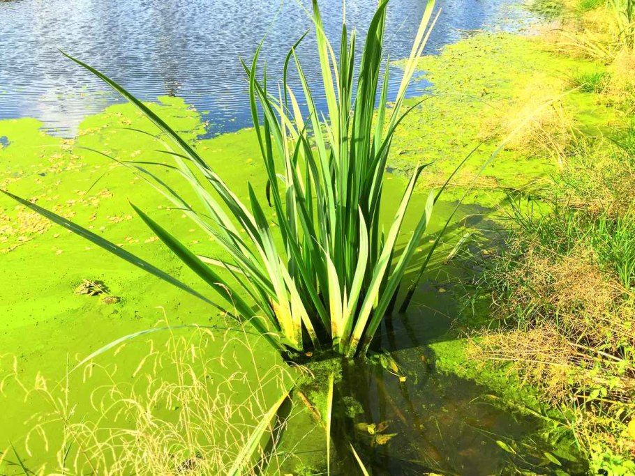 Прудовые водоросли