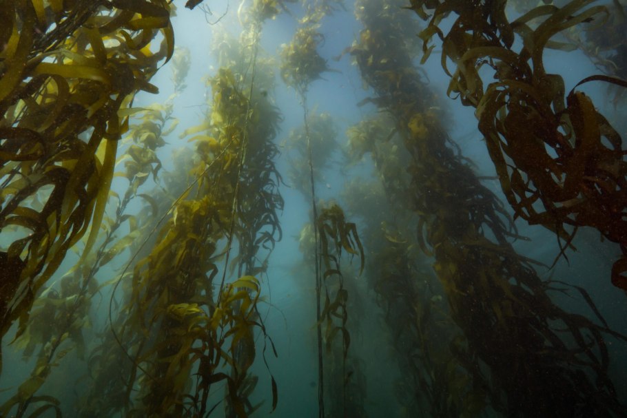 Kelp kino