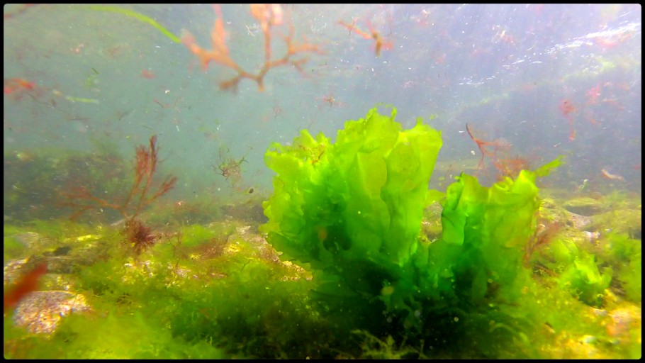 Морские водоросль куст