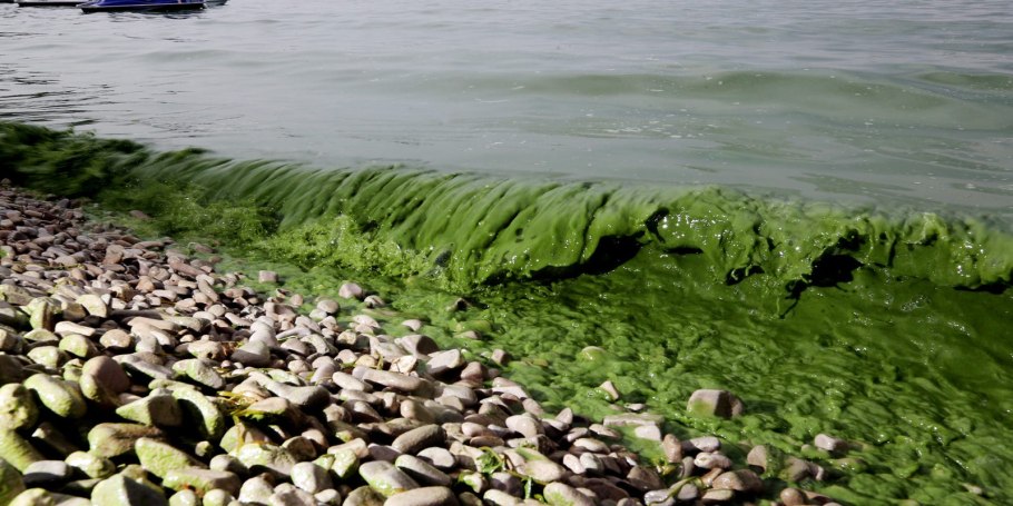 Водоросли в Озерах