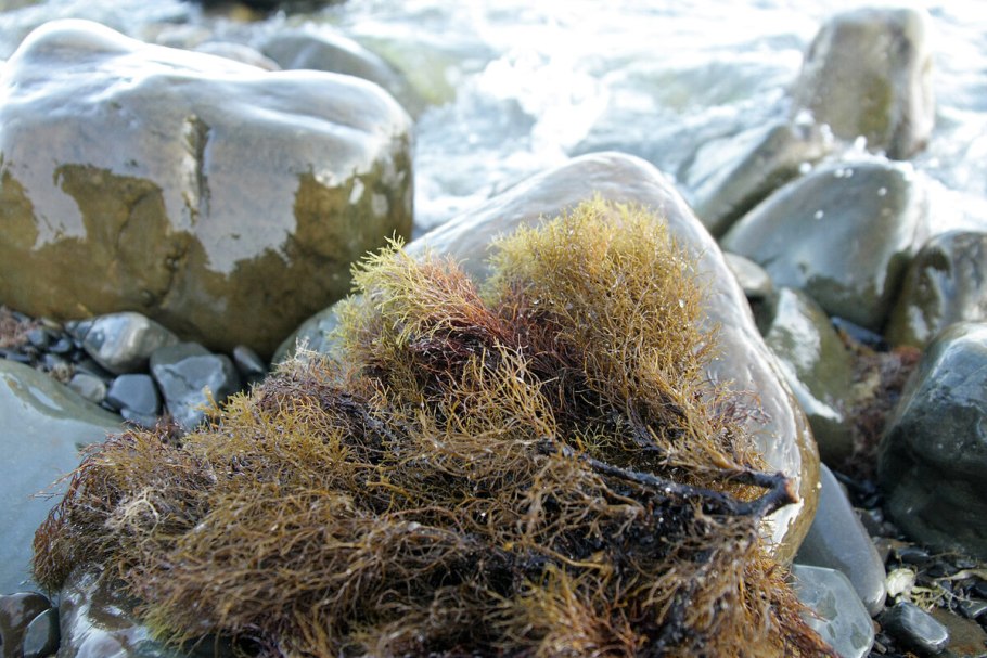 Цистозира водоросль