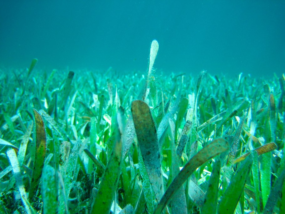 Algas Marinas агар