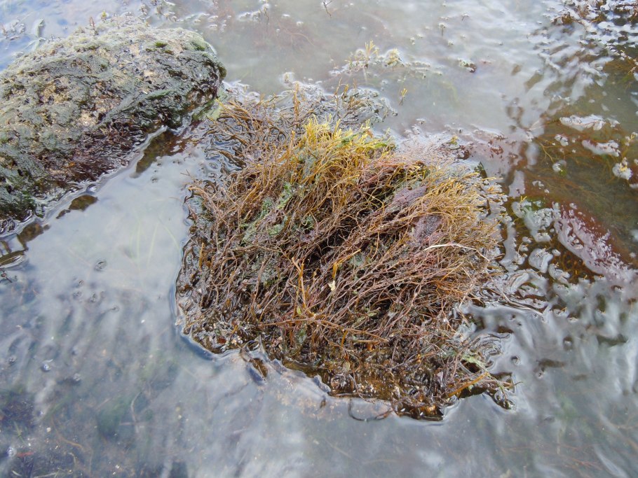 Бородатая водоросль – цистозейра