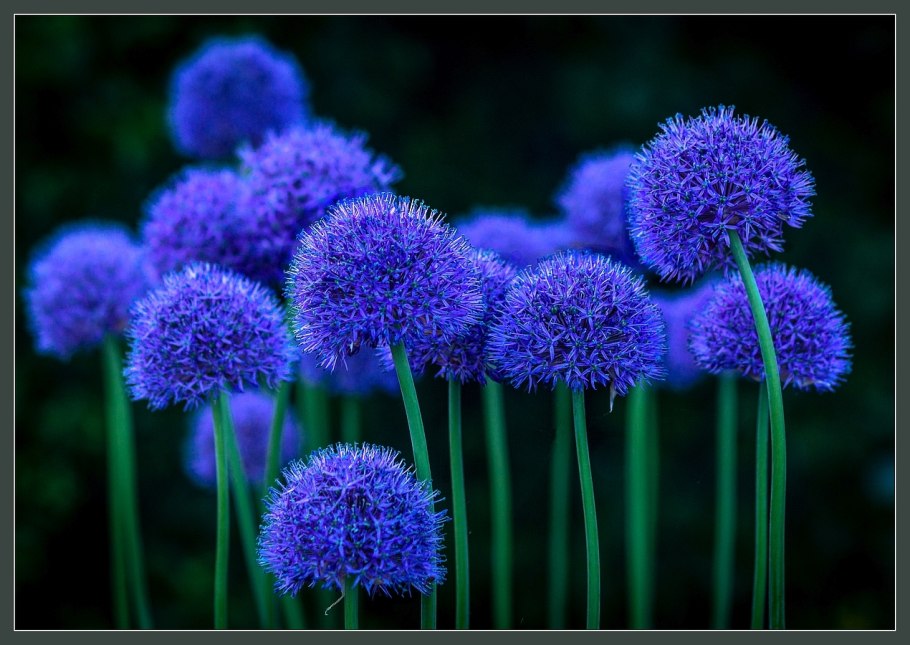 Морского лука