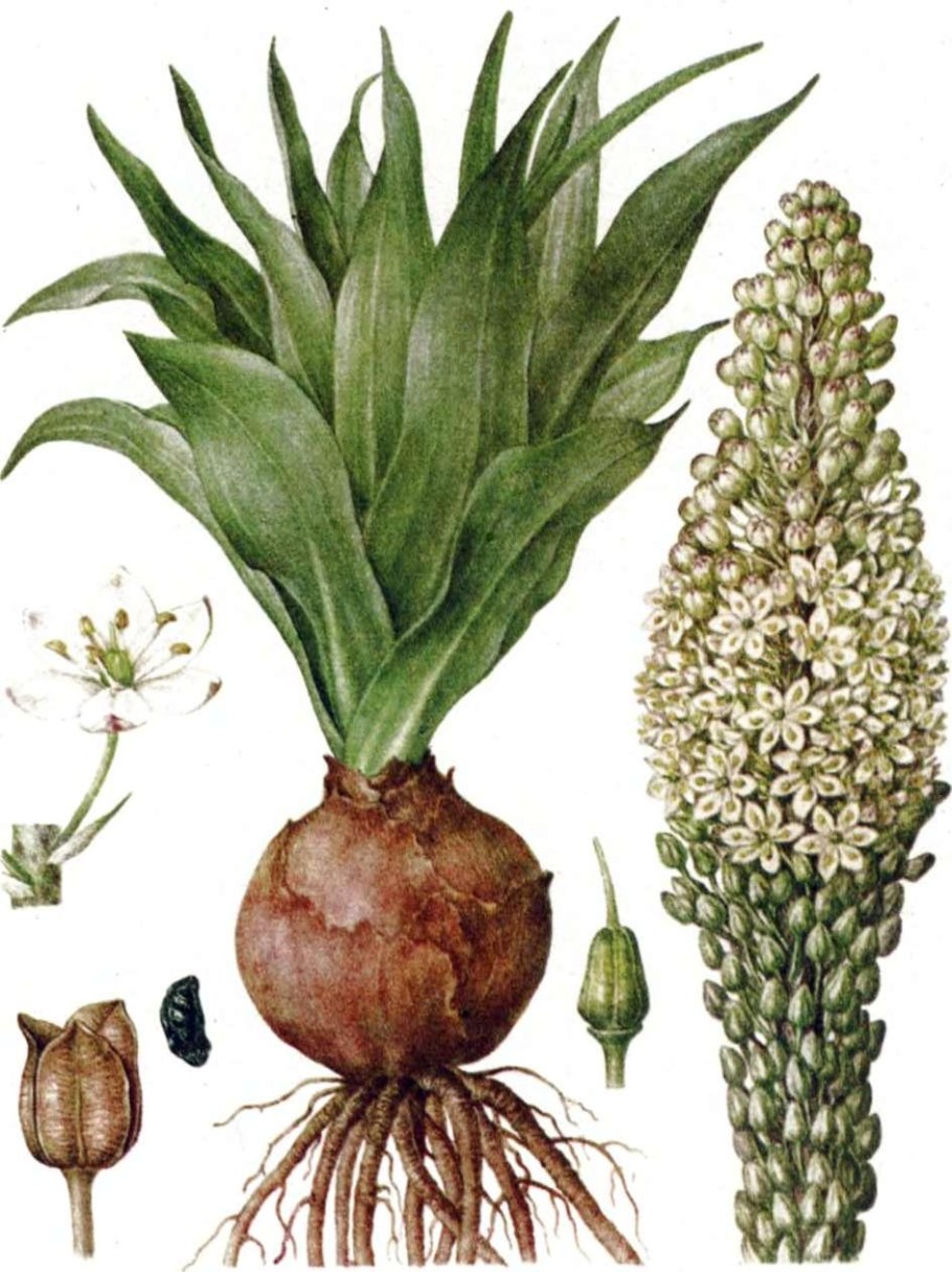 Морской лук Фармакогнозия