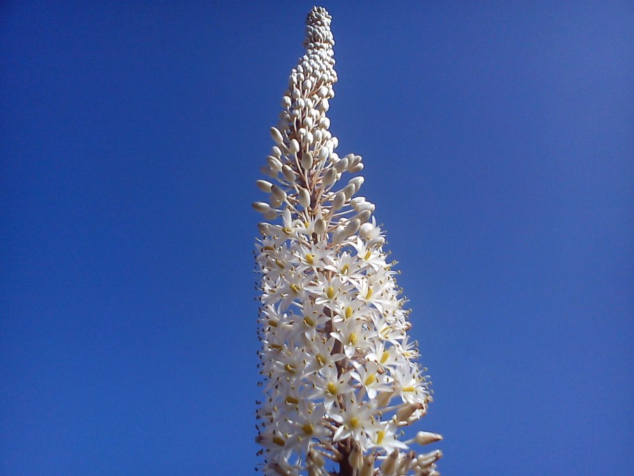 Морской лук Фармакогнозия