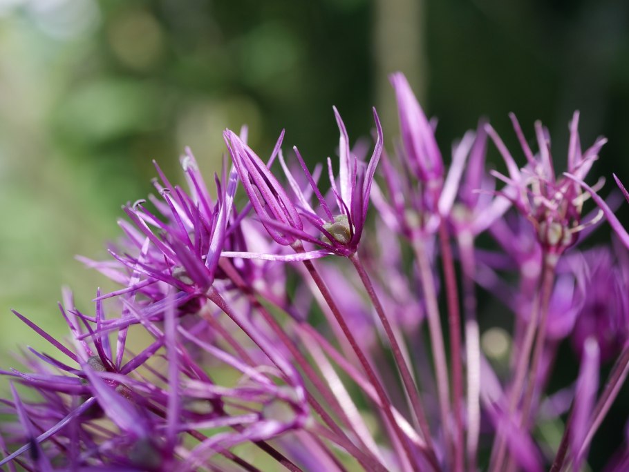 Морской лук, или Дримия Приморская