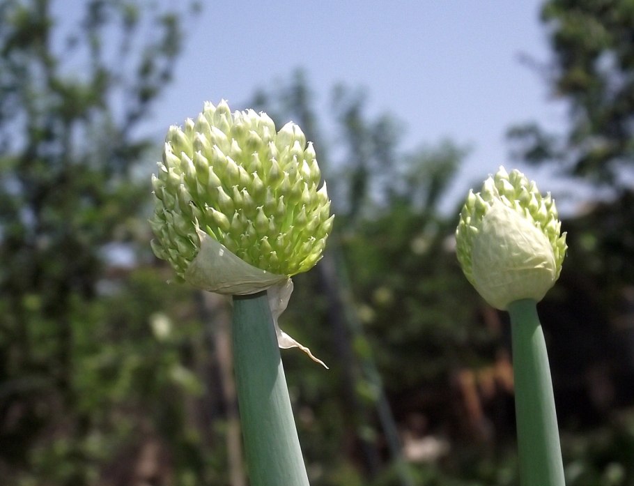 Лук декоративный хамелеон