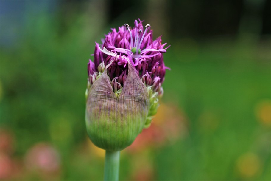 Морской лук сырье