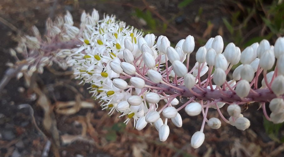 Ургинея морской лук