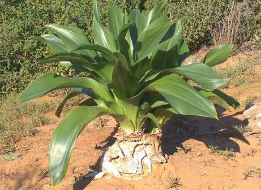 Дримия Приморская